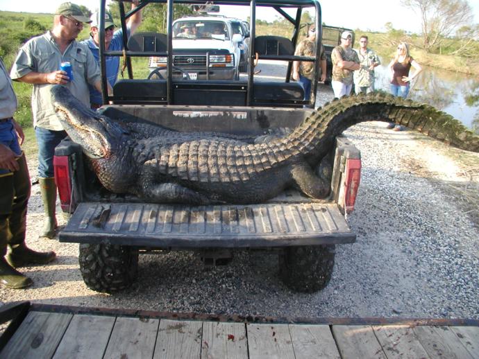 Alligator Hunting Photo